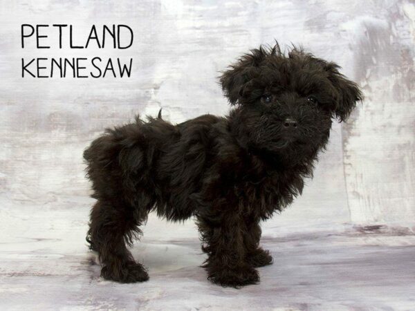 Yorkiepoo-DOG-Female-BLK-23112-Petland Kennesaw, Georgia