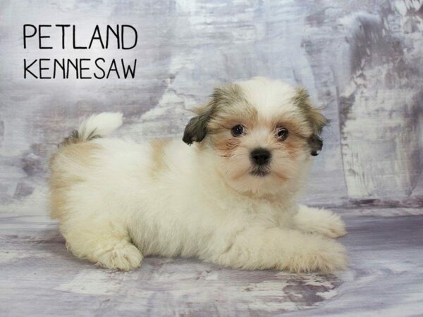 Teddy Bear DOG Female Brown & White 23115 Petland Kennesaw, Georgia