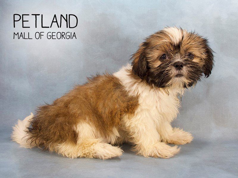 Come to visit our Shih Tzu puppies for sale near Canton