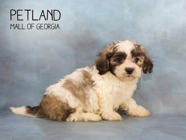 Teddy Bear DOG Male Gray and White 2323 Petland Kennesaw, Georgia