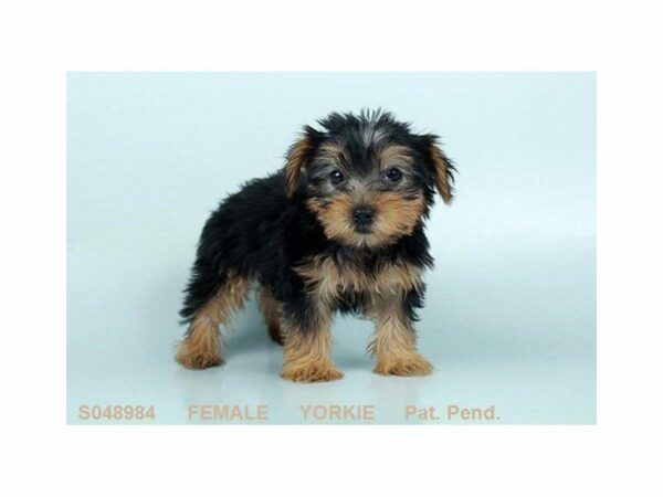 Yorkshire Terrier-DOG-Female-BLK & TN-2325-Petland Kennesaw, Georgia