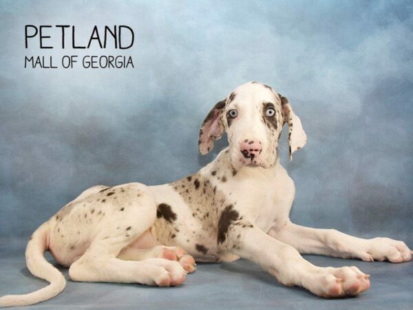 Great Dane-DOG-Female-Merle-2336-Petland Kennesaw, Georgia