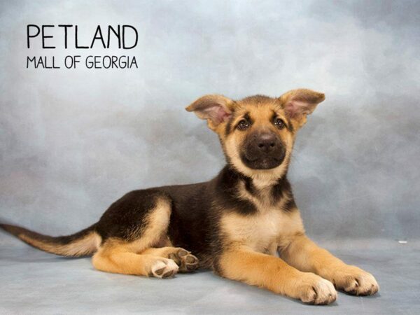 German Shepherd Dog-DOG-Female-blk & tn-2339-Petland Kennesaw, Georgia