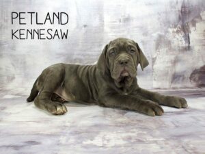 Neapolitan Mastiff-DOG-Female-Blue-23137-Petland Kennesaw, Georgia