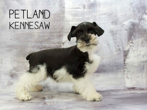 Miniature Schnauzer DOG Male Black / White 23146 Petland Kennesaw, Georgia