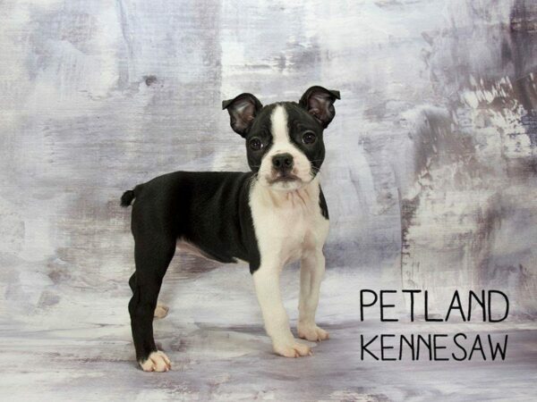 Boston Terrier-DOG-Female-Black / White-23149-Petland Kennesaw, Georgia