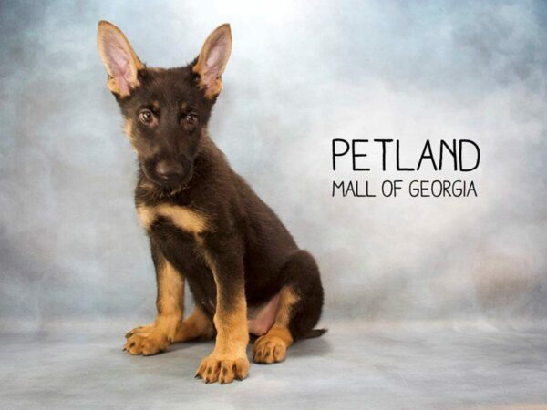 German Shepherd Dog-DOG-Female-Black / Tan-2362-Petland Kennesaw, Georgia