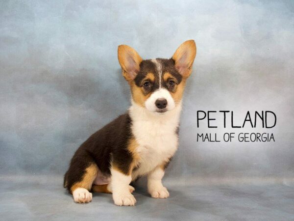 Pembroke Welsh Corgi DOG Female Tri-Colored 2368 Petland Kennesaw, Georgia