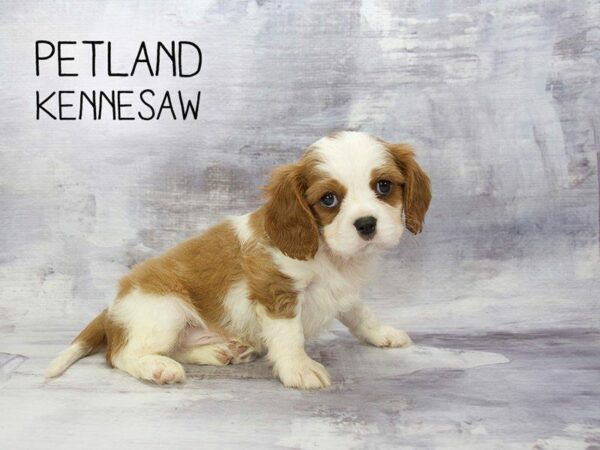 Cavalier King Charles Spaniel DOG Male Tri 23173 Petland Kennesaw, Georgia