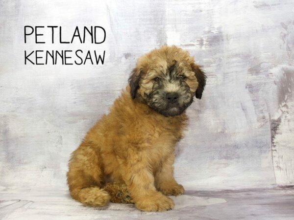 Soft Coated Wheaten Terrier-DOG-Female-Wheaten-23179-Petland Kennesaw, Georgia