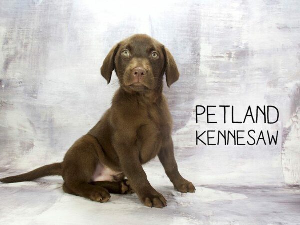 Labrador Retriever DOG Male Chocolate 23182 Petland Kennesaw, Georgia