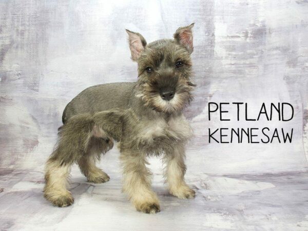 Miniature Schnauzer DOG Male Salt / Pepper 23183 Petland Kennesaw, Georgia