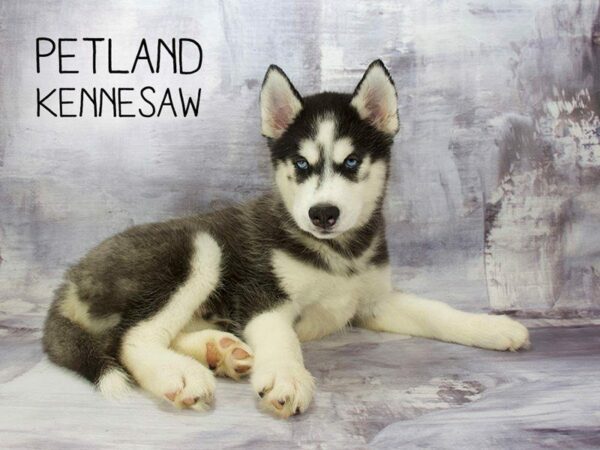 Siberian Husky DOG Male Black / White 23185 Petland Kennesaw, Georgia