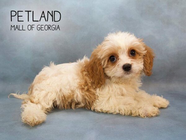 Cavachon DOG Female BLANHEIM 2354 Petland Kennesaw, Georgia