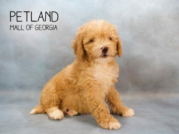 Miniature Goldendoodle 2nd Gen-DOG-Male-apct wh mkgs-2372-Petland Kennesaw, Georgia