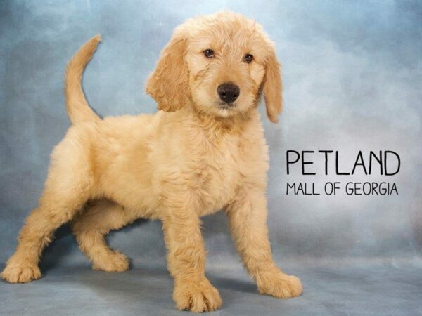 Goldendoodle 2nd Gen-DOG-Male-Cream-2375-Petland Kennesaw, Georgia