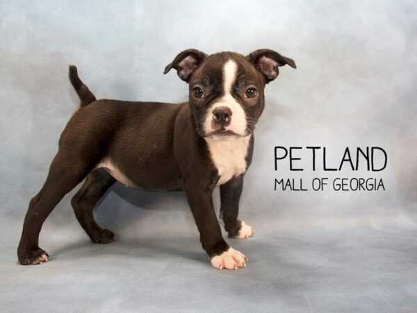 Boston Terrier-DOG-Female-Black / White-2376-Petland Kennesaw, Georgia