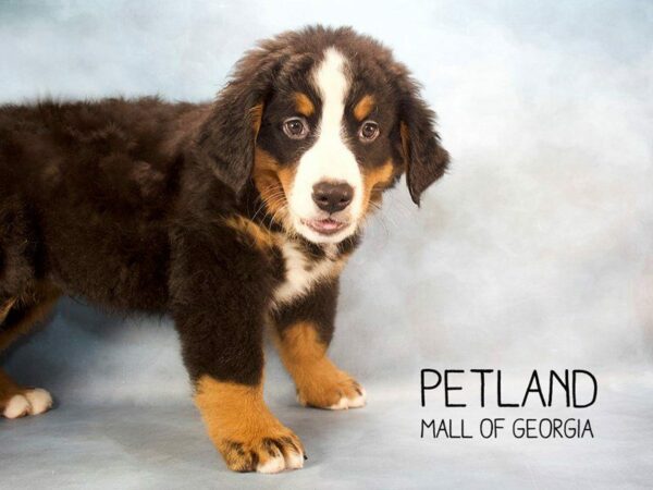 Bernese Mountain Dog DOG Male Black Rust / White 2361 Petland Kennesaw, Georgia