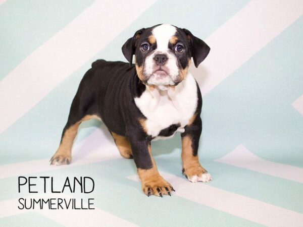 English Bulldog DOG Female BLK & FN:WH MKGS 23385 Petland Kennesaw, Georgia