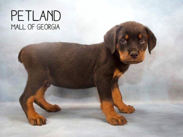 Rottweiler DOG Male Black / Mahogany 2396 Petland Kennesaw, Georgia