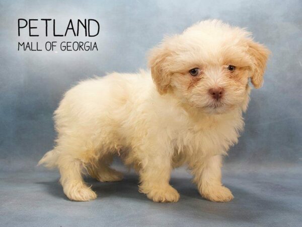 Shihpoo-DOG-Male-White-2400-Petland Kennesaw, Georgia