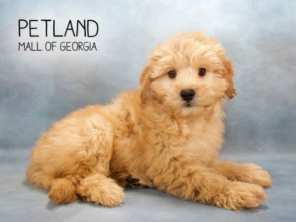 Miniature Goldendoodle 2nd Gen-DOG-Male-Cream-2403-Petland Kennesaw, Georgia