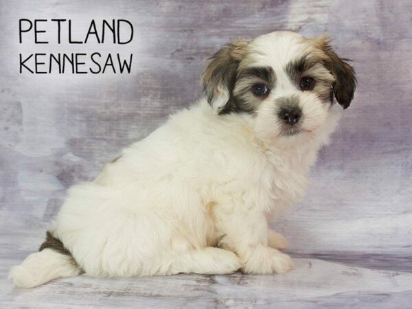 Morkie DOG Male Tri 23198 Petland Kennesaw, Georgia