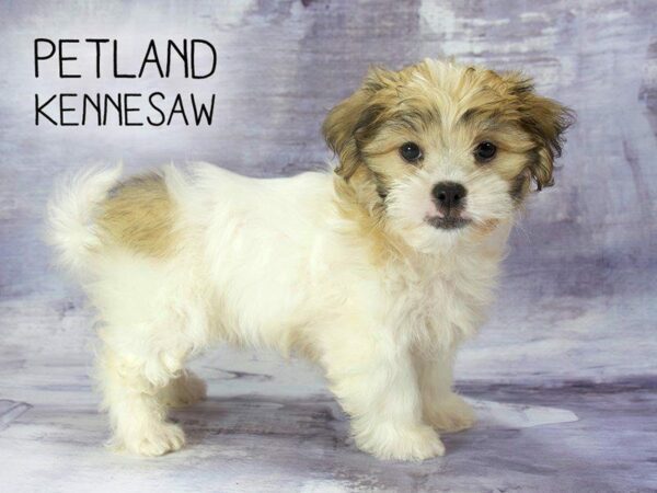 Yochon-DOG-Male-brown white-23202-Petland Kennesaw, Georgia