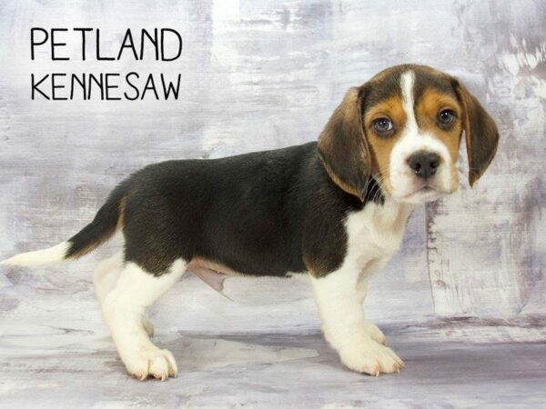 Beagle-DOG-Male-Tri-Colored-23212-Petland Kennesaw, Georgia