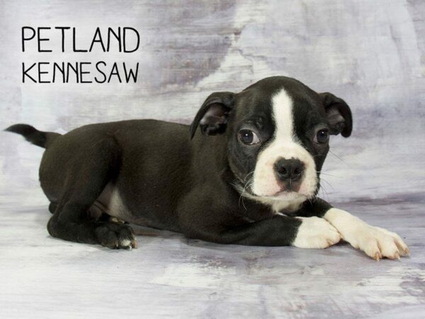 Boston Terrier-DOG-Male-Black / White-23213-Petland Kennesaw, Georgia