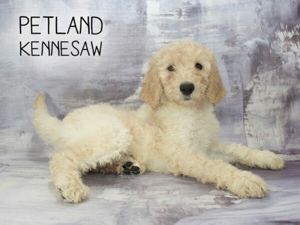 Goldendoodle 2nd Gen DOG Female Cream 23218 Petland Kennesaw, Georgia