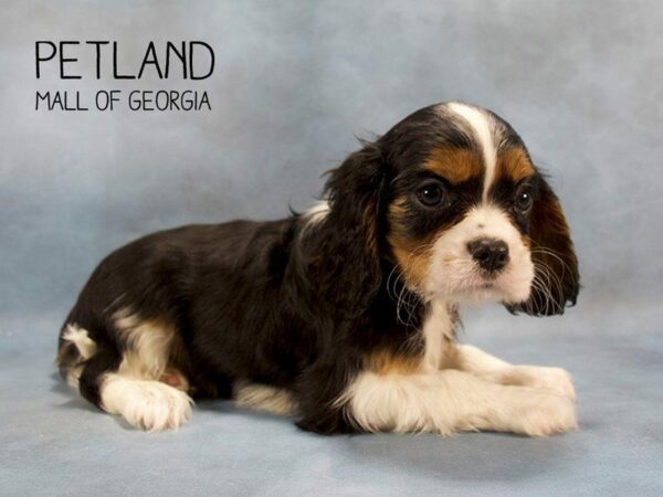 Cavalier King Charles Spaniel DOG Male Tri 2423 Petland Kennesaw, Georgia