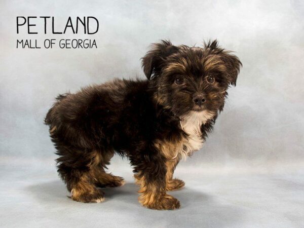 Yorkiepoo-DOG-Male-BLK TAN-2424-Petland Kennesaw, Georgia