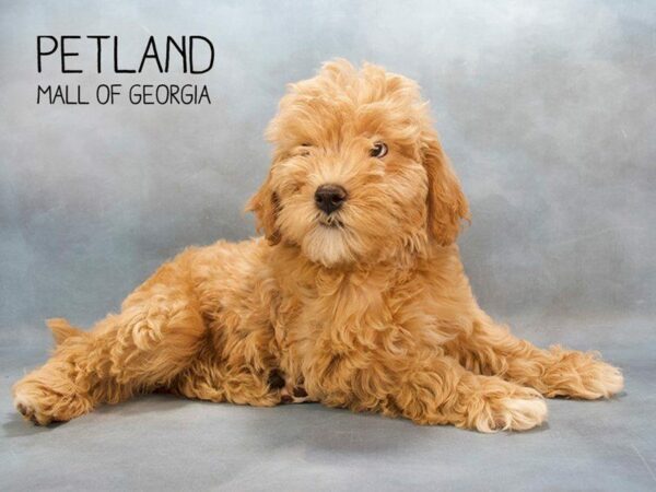 Miniature Goldendoodle 2nd Gen-DOG-Female-Apricot-2427-Petland Kennesaw, Georgia