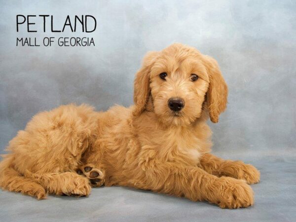 Goldendoodle 2nd Gen-DOG-Female-Golden-2429-Petland Kennesaw, Georgia