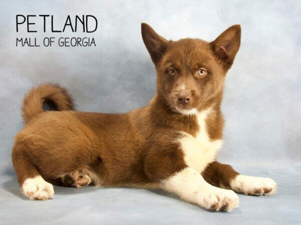 Pomsky DOG Male chlt 2430 Petland Kennesaw, Georgia