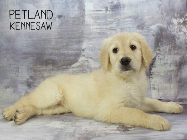 Goldendoodle DOG Female Cream 23222 Petland Kennesaw, Georgia