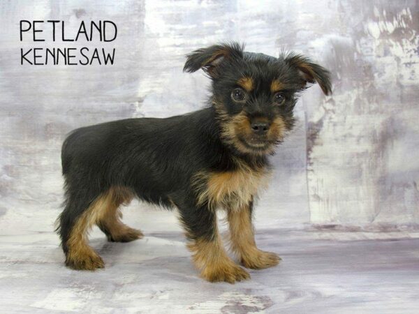 Yorkiepoo-DOG-Female-BLK TAN-23228-Petland Kennesaw, Georgia