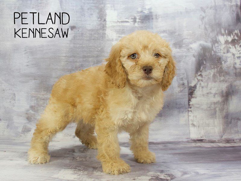 Cockapoo Petco Cockapoo Puppy RED ID:23230 Located at Petland Kennesaw, Georgia