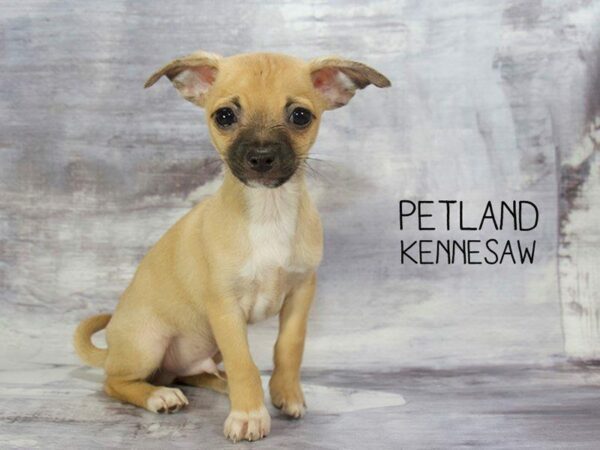 Chihuahua DOG Male Fawn 23234 Petland Kennesaw, Georgia