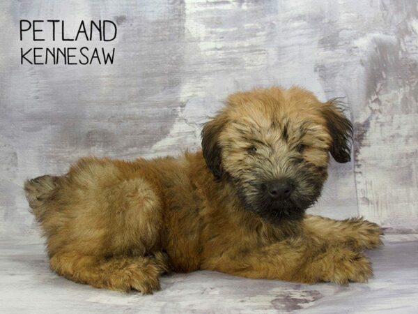 Soft Coated Wheaten Terrier-DOG-Male-Wheaten-23235-Petland Kennesaw, Georgia