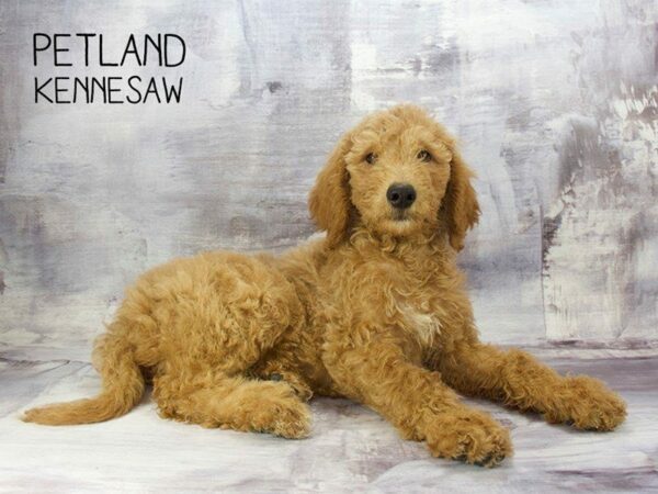 Goldendoodle 2nd Gen-DOG-Female-Apricot-23236-Petland Kennesaw, Georgia