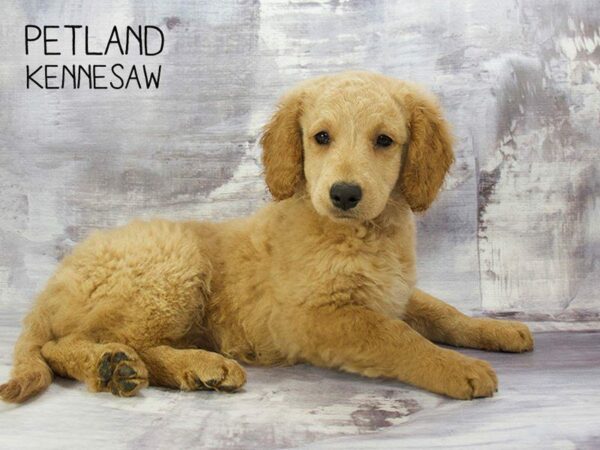 Goldendoodle 2nd Gen DOG Female Red 23238 Petland Kennesaw, Georgia