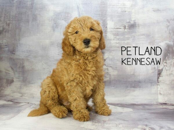 Miniature Goldendoodle 2nd Gen-DOG-Male-Red-23239-Petland Kennesaw, Georgia