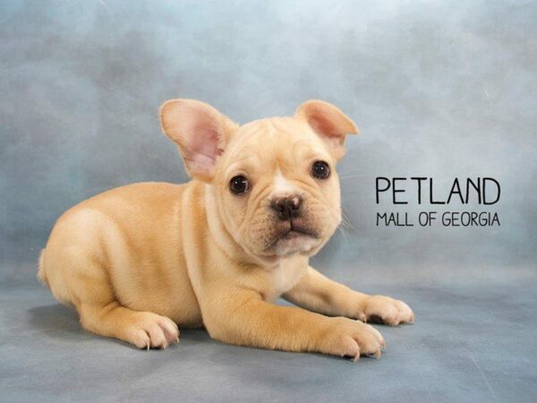 French Bulldog DOG Male CREAM 2448 Petland Kennesaw, Georgia