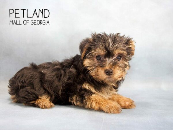 Yorkiepoo-DOG-Female-BLACK TAN-2449-Petland Kennesaw, Georgia