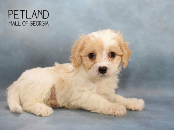 Cavapoo-DOG-Male-BLENHEIM-2452-Petland Kennesaw, Georgia