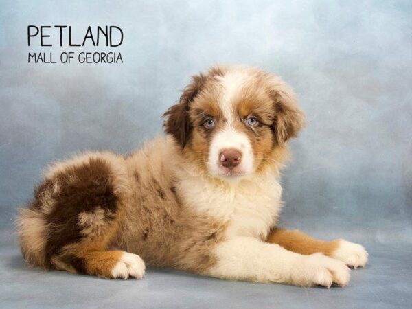 Australian Shepherd DOG Male Red Merle 2458 Petland Kennesaw, Georgia