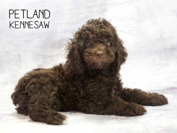 Cockapoo-DOG-Male-Chocolate-23257-Petland Kennesaw, Georgia