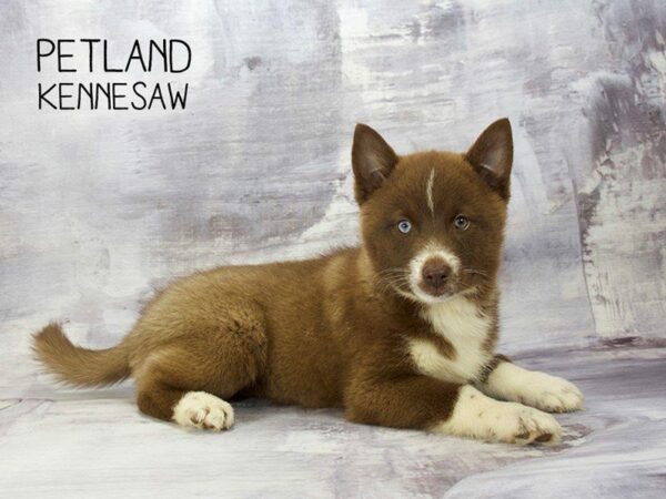 Pomsky DOG Female chlt 23260 Petland Kennesaw, Georgia